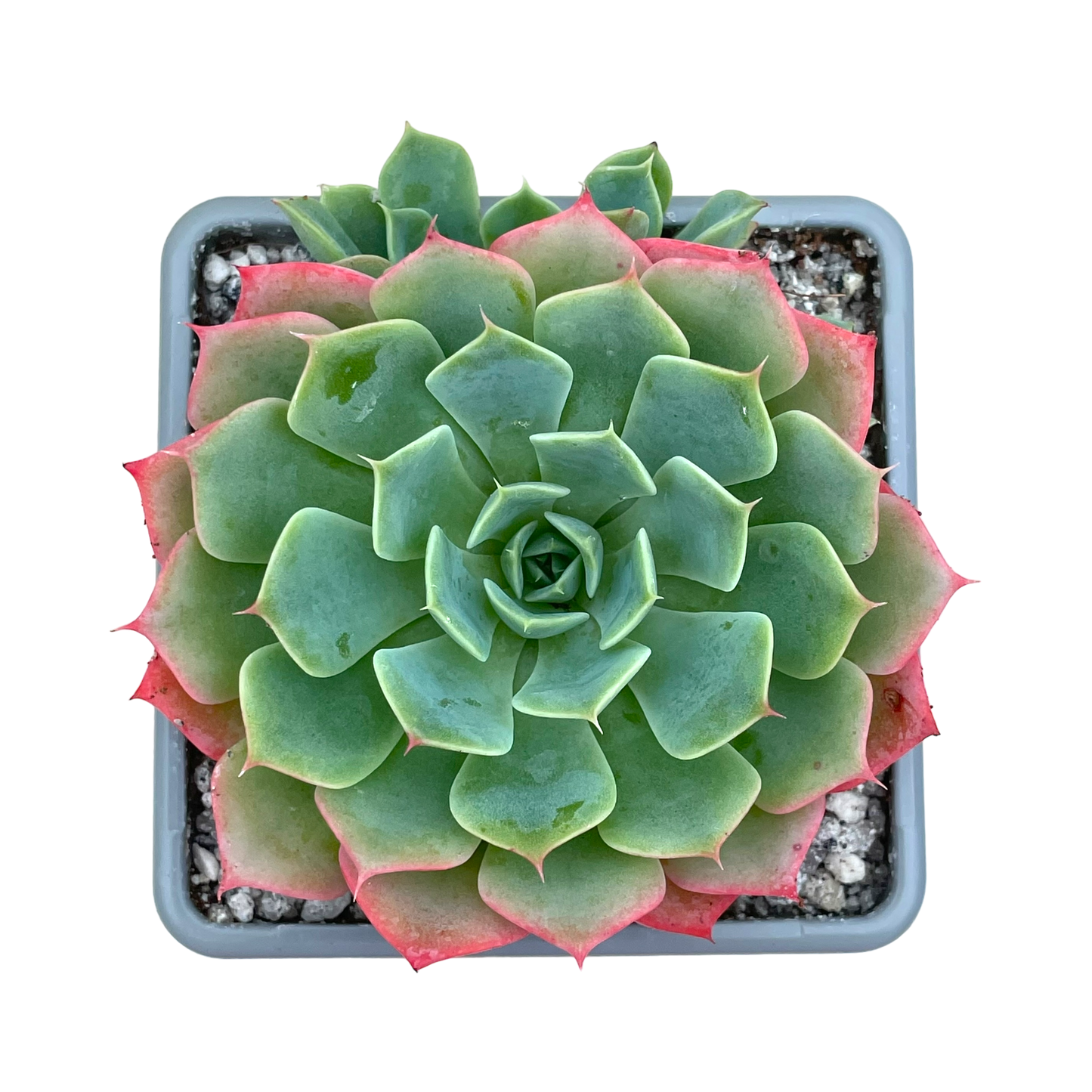 Echeveria glauca