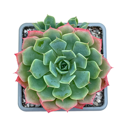 Echeveria glauca