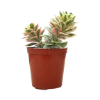 Sedum takesimense 'Atlantis'