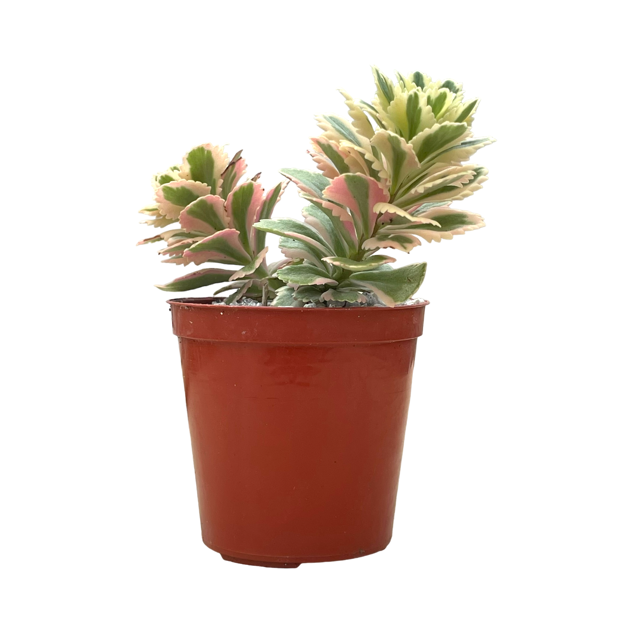 Sedum takesimense 'Atlantis'