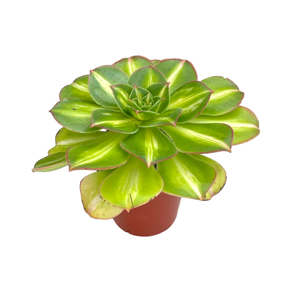 Aeonium 'Lemon and Lime’