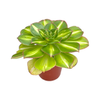 Aeonium 'Lemon and Lime’