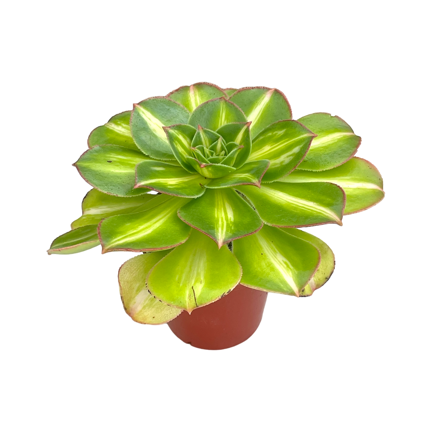 Aeonium 'Lemon and Lime’