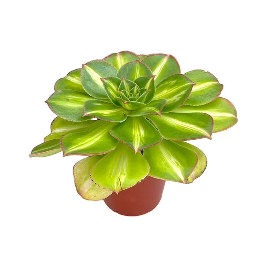 Aeonium 'Lemon and Lime’