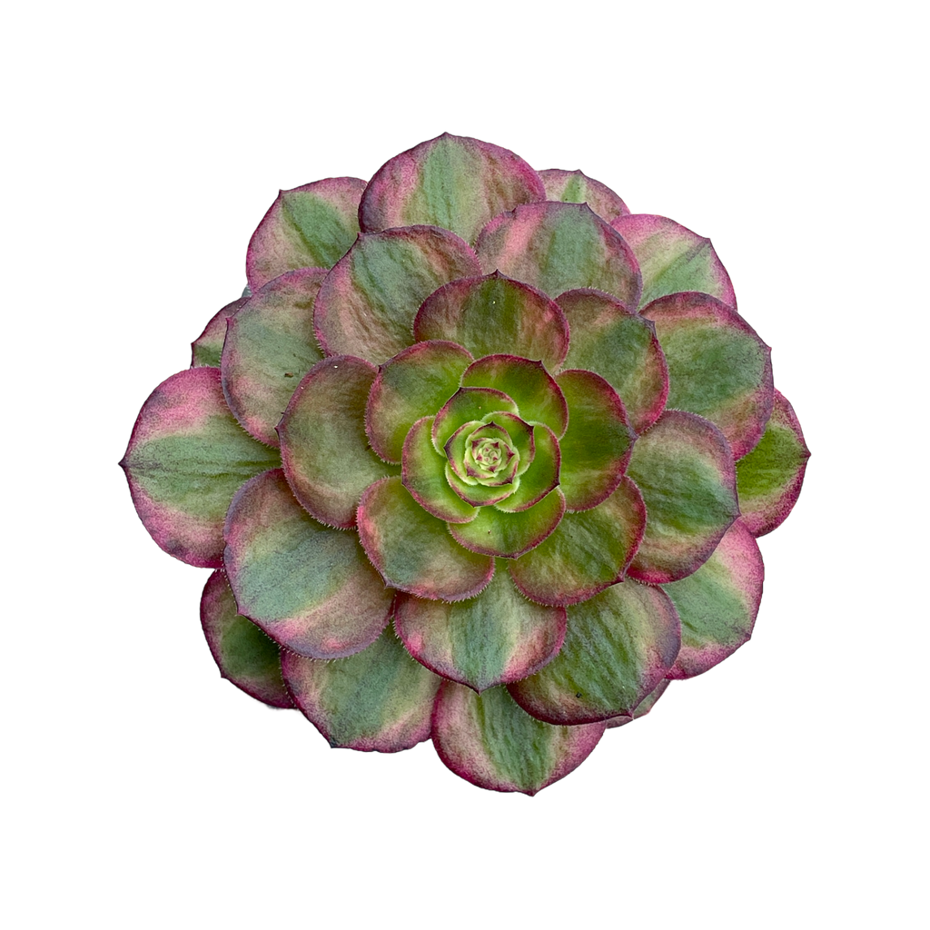 Aeonium 'Halloween' variegata (Form 1)