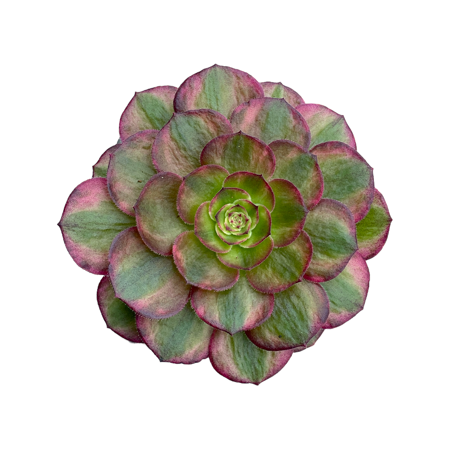 Aeonium 'Halloween' variegata