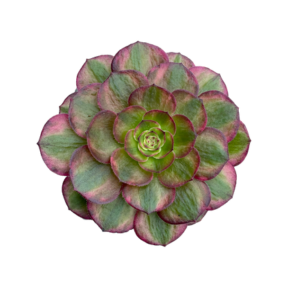 Aeonium 'Halloween' variegata