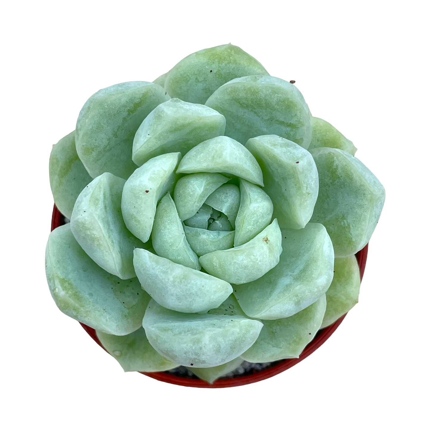 Echeveria 'Europa'