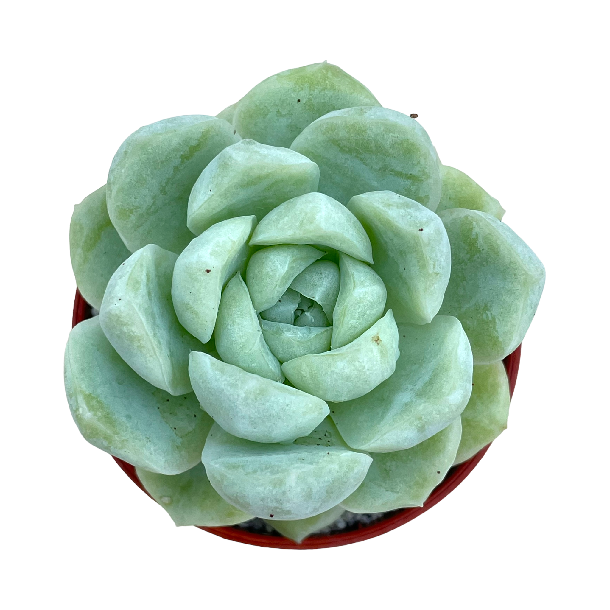 Echeveria 'Europa'