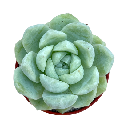 Echeveria 'Europa'