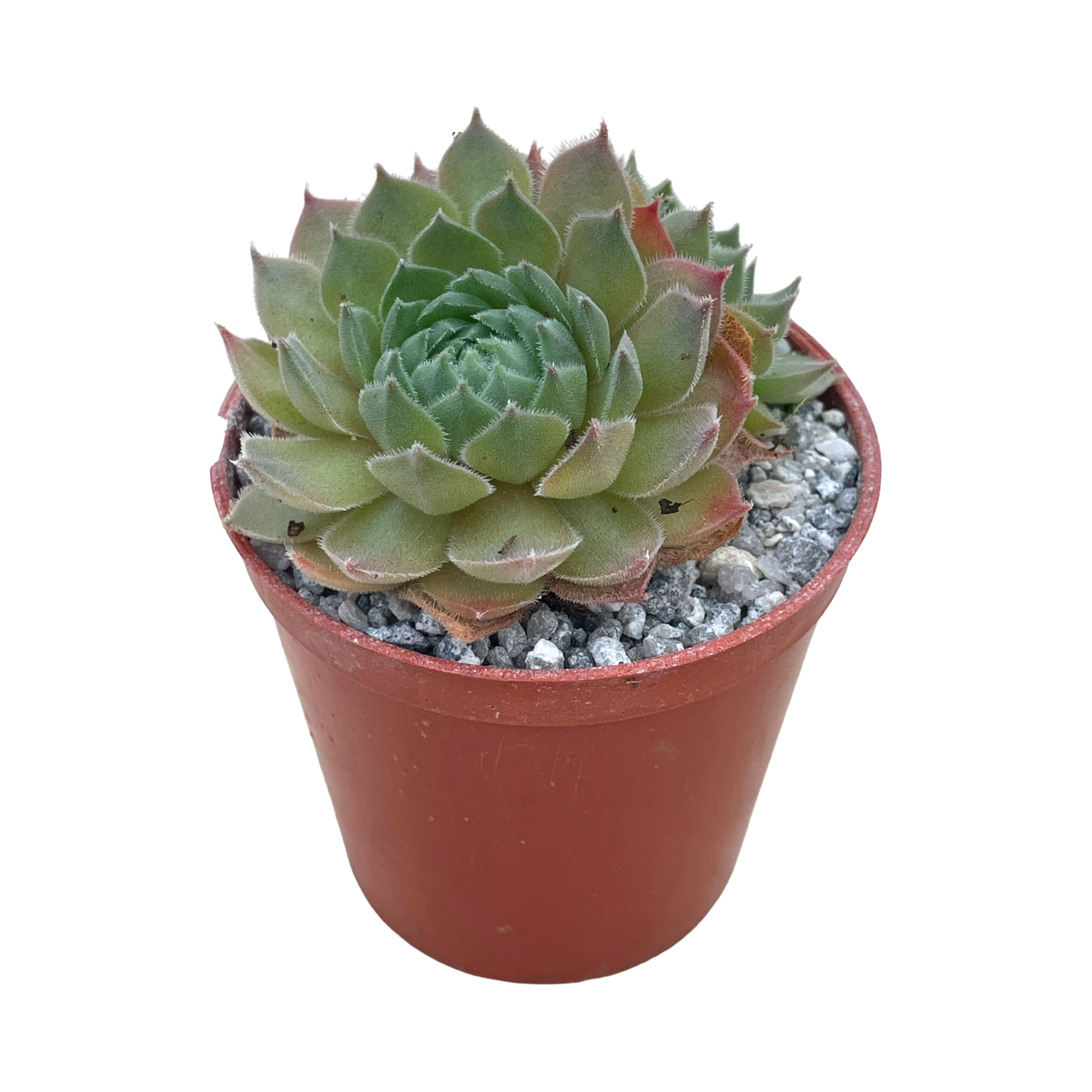 Sempervivum 'Seminole'