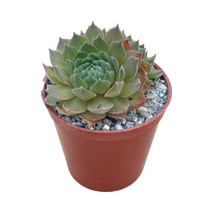 Sempervivum 'Seminole'