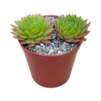 Sempervivum tectorum 'Tokajense'