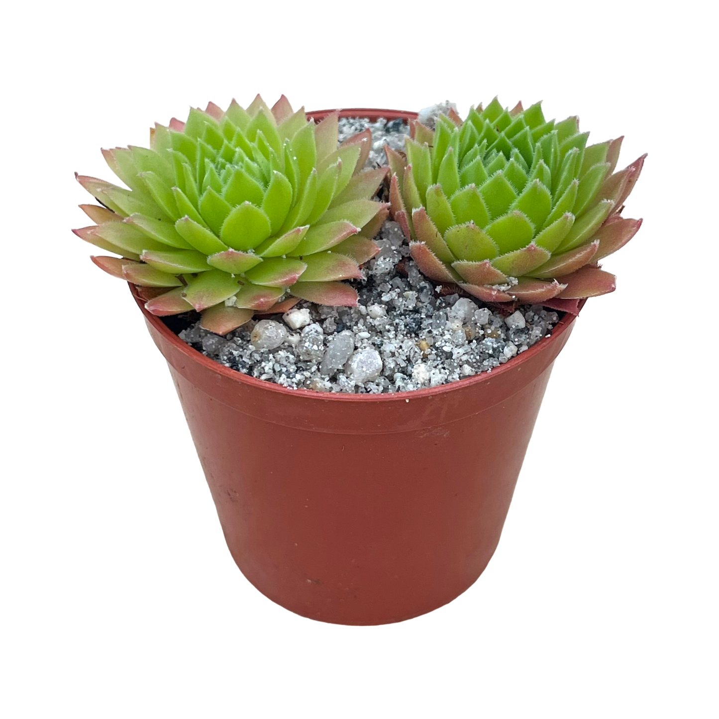 Sempervivum tectorum 'Tokajense'