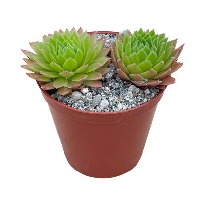 Sempervivum tectorum 'Tokajense'