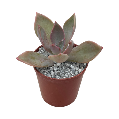 x Graptoveria 'Douglas Huth'