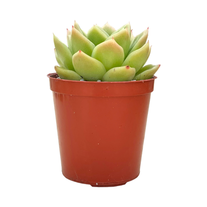 Echeveria 'Crystal Maze'