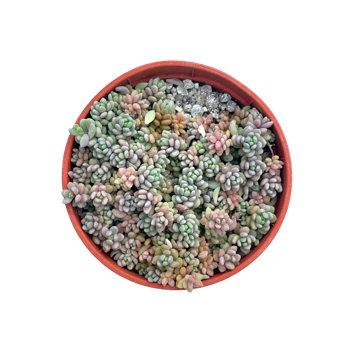 Sedum dasyphyllum minor