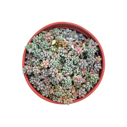 Sedum dasyphyllum minor