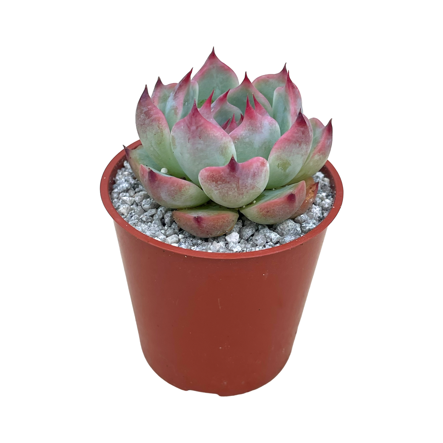 Echeveria chihuahuaensis 'Raspberry Dip'