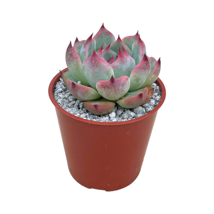 Echeveria chihuahuaensis 'Raspberry Dip'