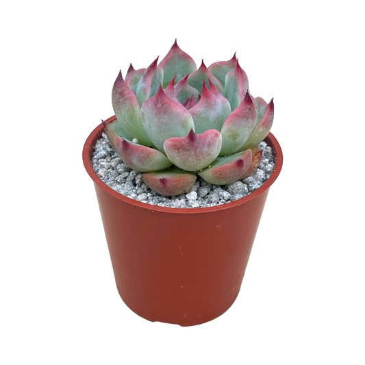 Echeveria chihuahuaensis 'Raspberry Dip'