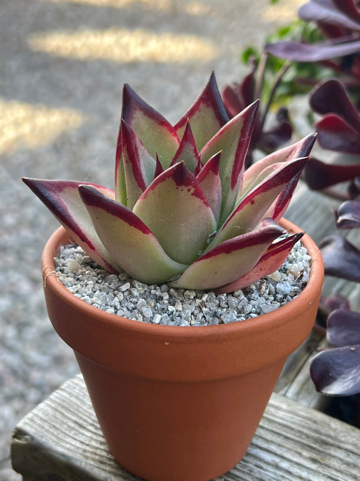 Echeveria agavoides 'Ebony'