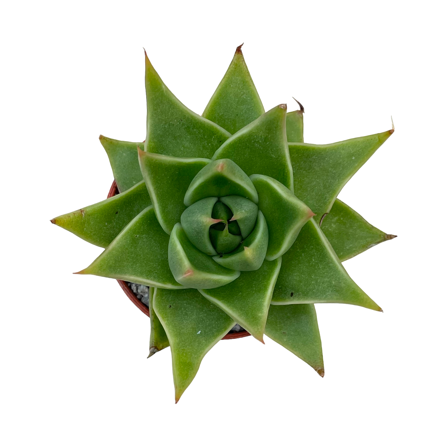 Echeveria purpusorum 'Green Leaf'