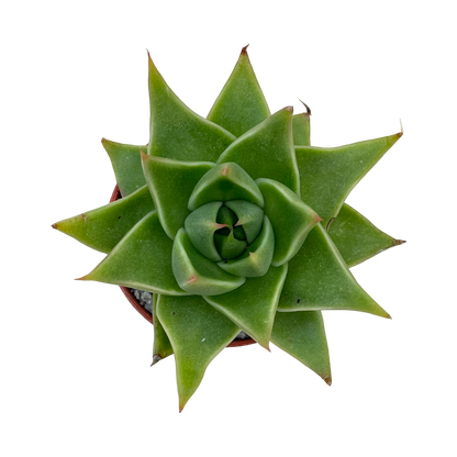 Echeveria purpusorum 'Green Leaf'