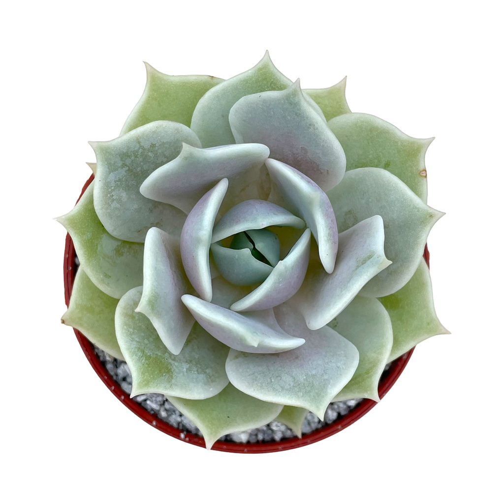 Echeveria 'Lola'