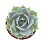 Echeveria 'Lola'
