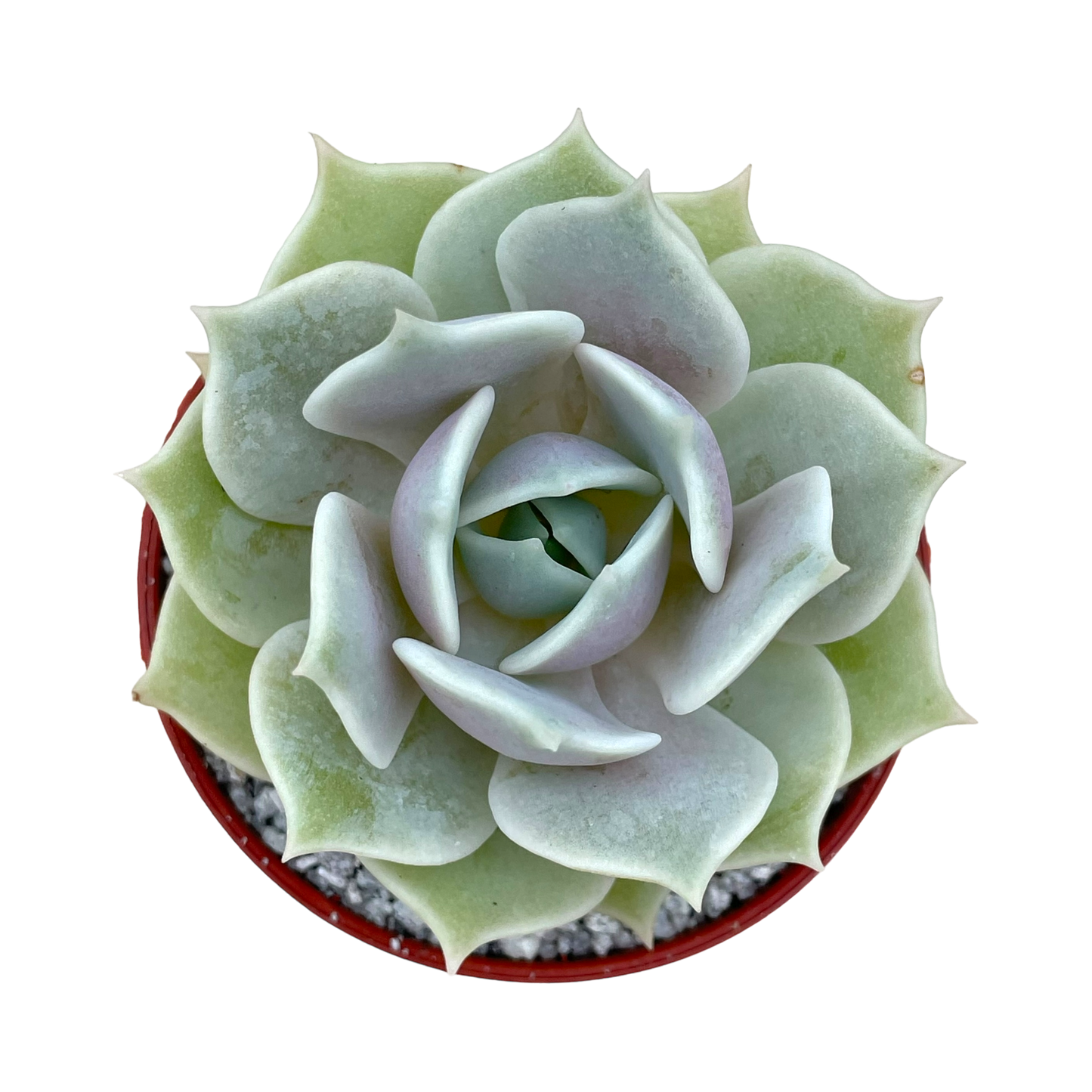 Echeveria 'Lola'