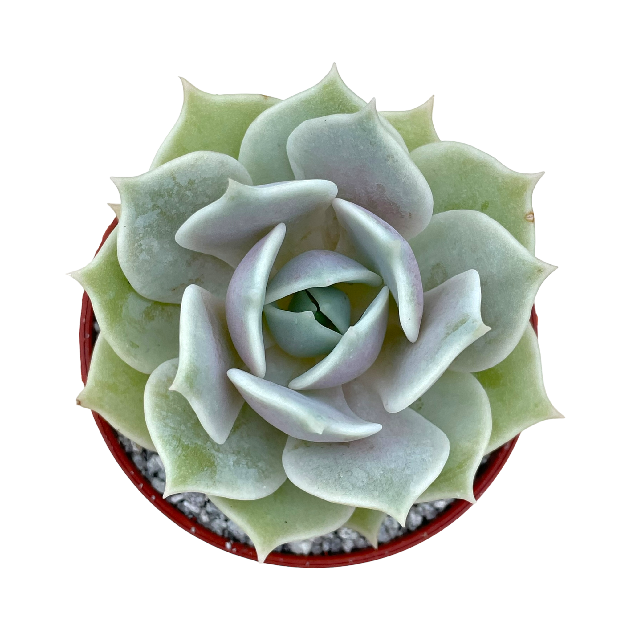 Echeveria 'Lola'