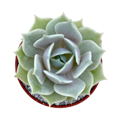 Echeveria 'Lola'