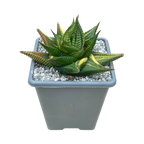 Haworthia limifolia f. variegata