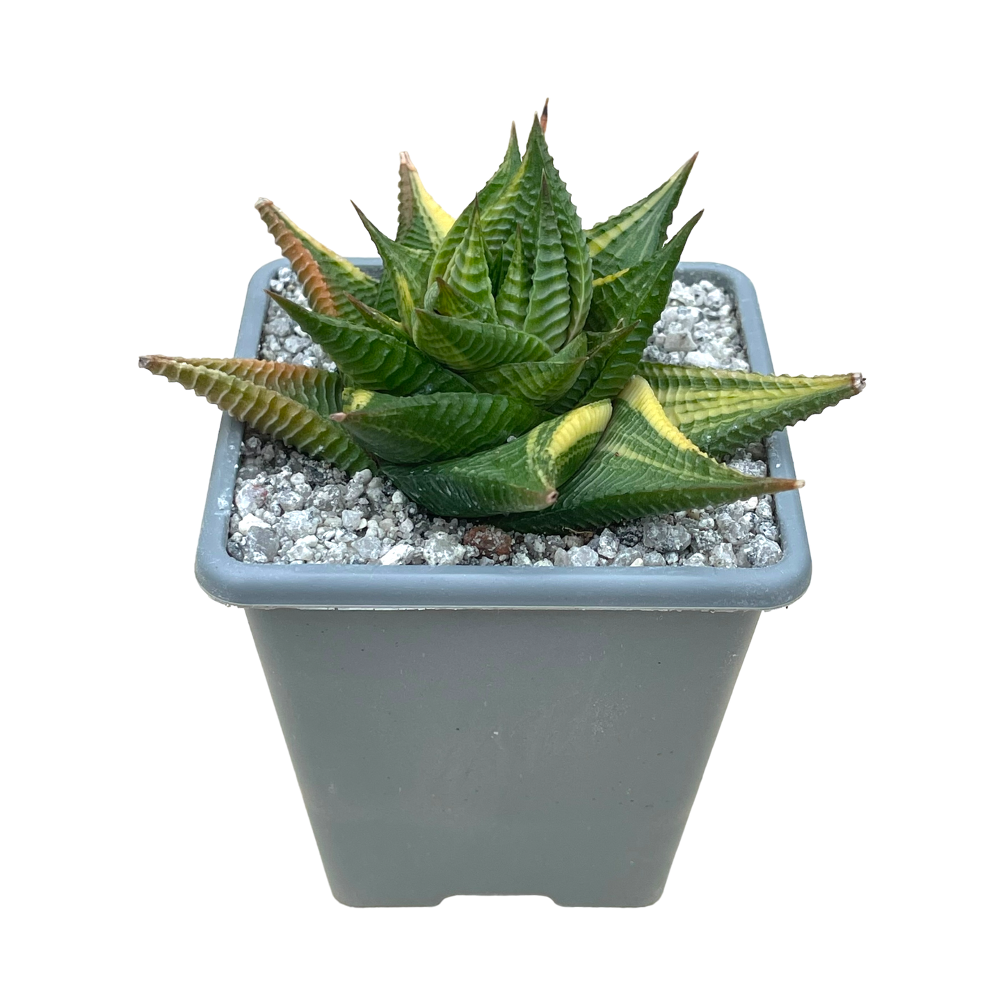 Haworthia limifolia f. variegata