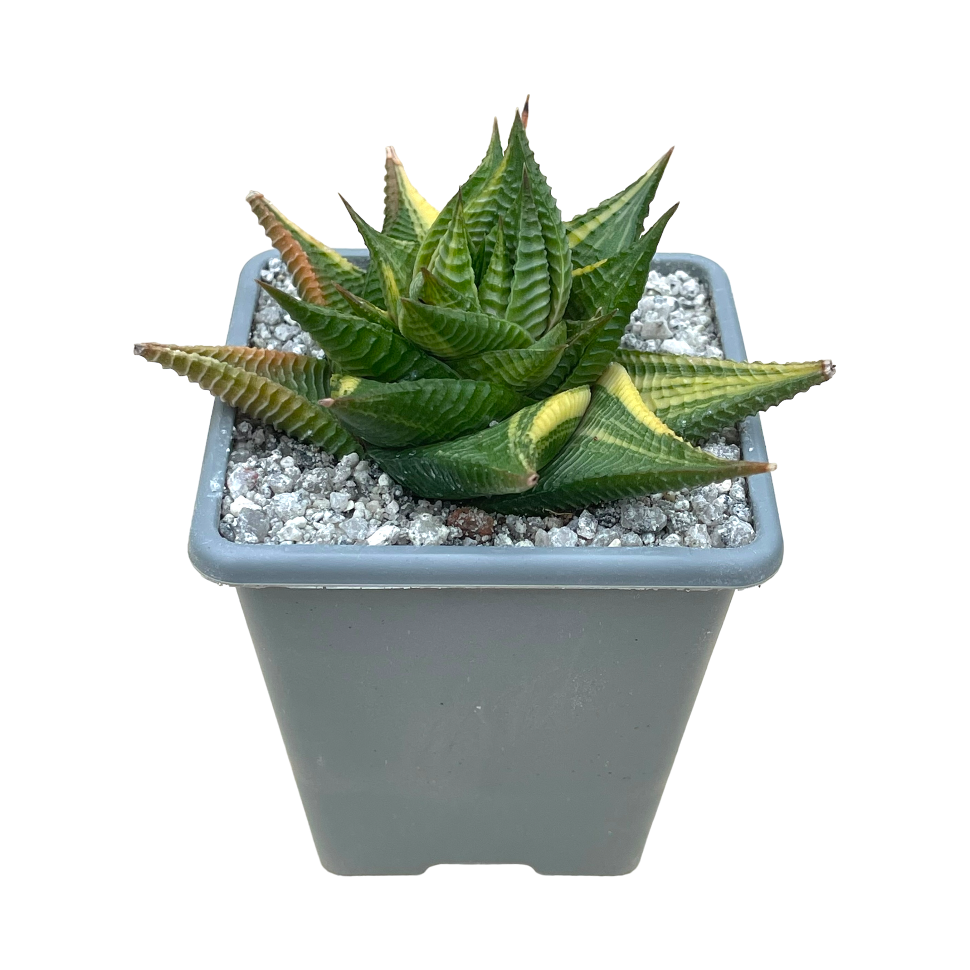 Haworthia limifolia f. variegata – Surreal Succulents
