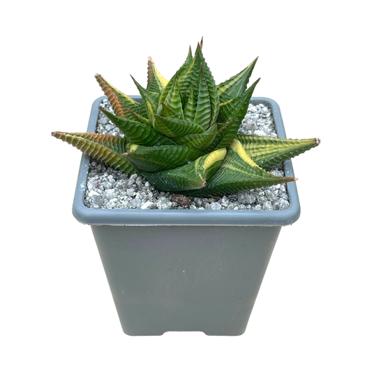 Haworthia limifolia f. variegata