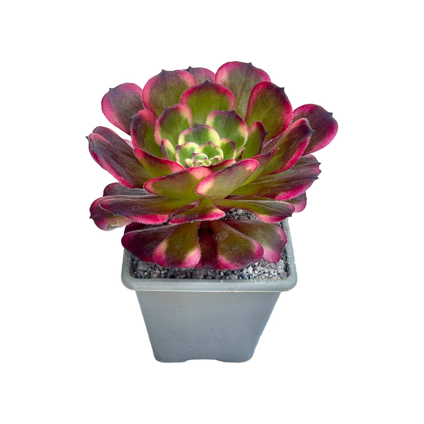 Aeonium 'Black King Kong'