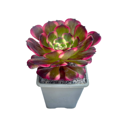 Aeonium 'Black King Kong'