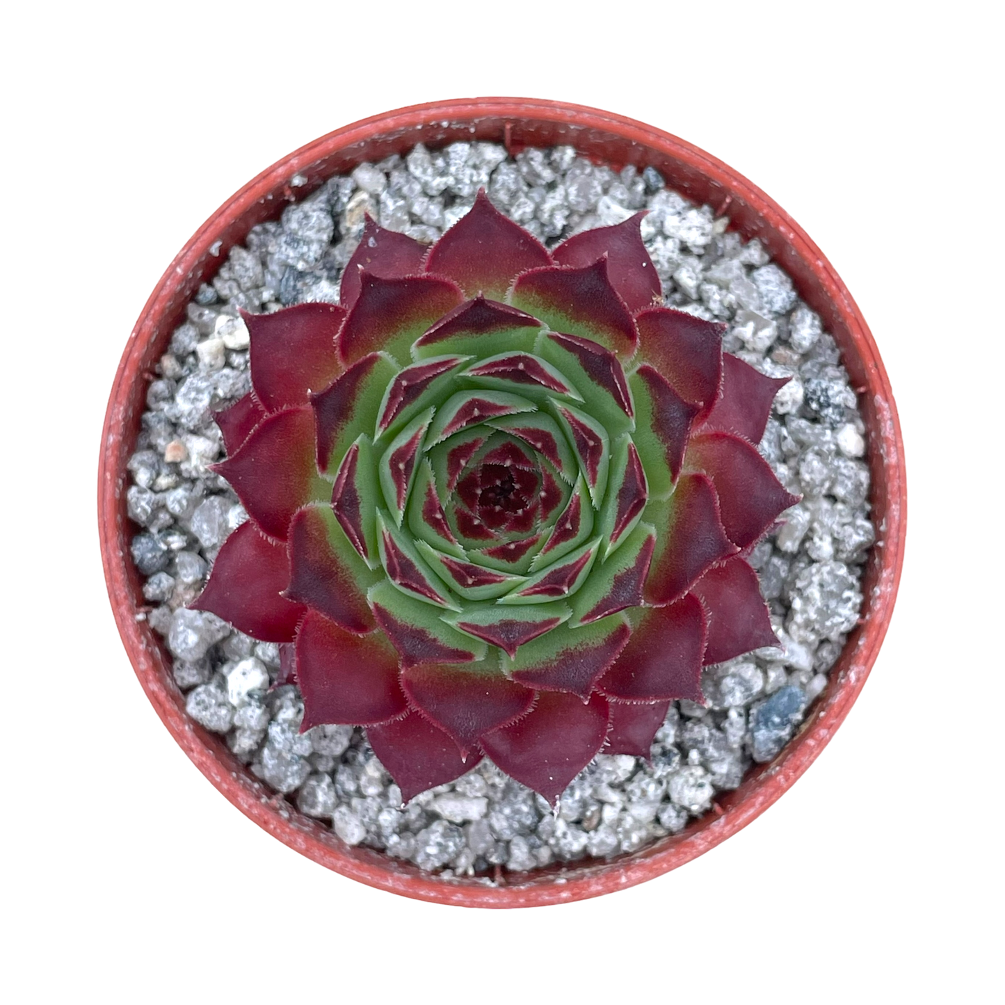 Sempervivum calcareum 'Guillaumes'