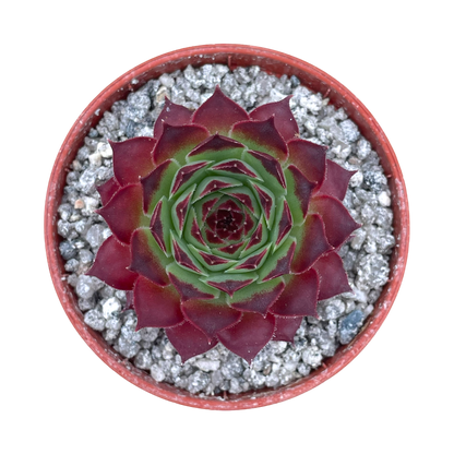 Sempervivum calcareum 'Guillaumes'