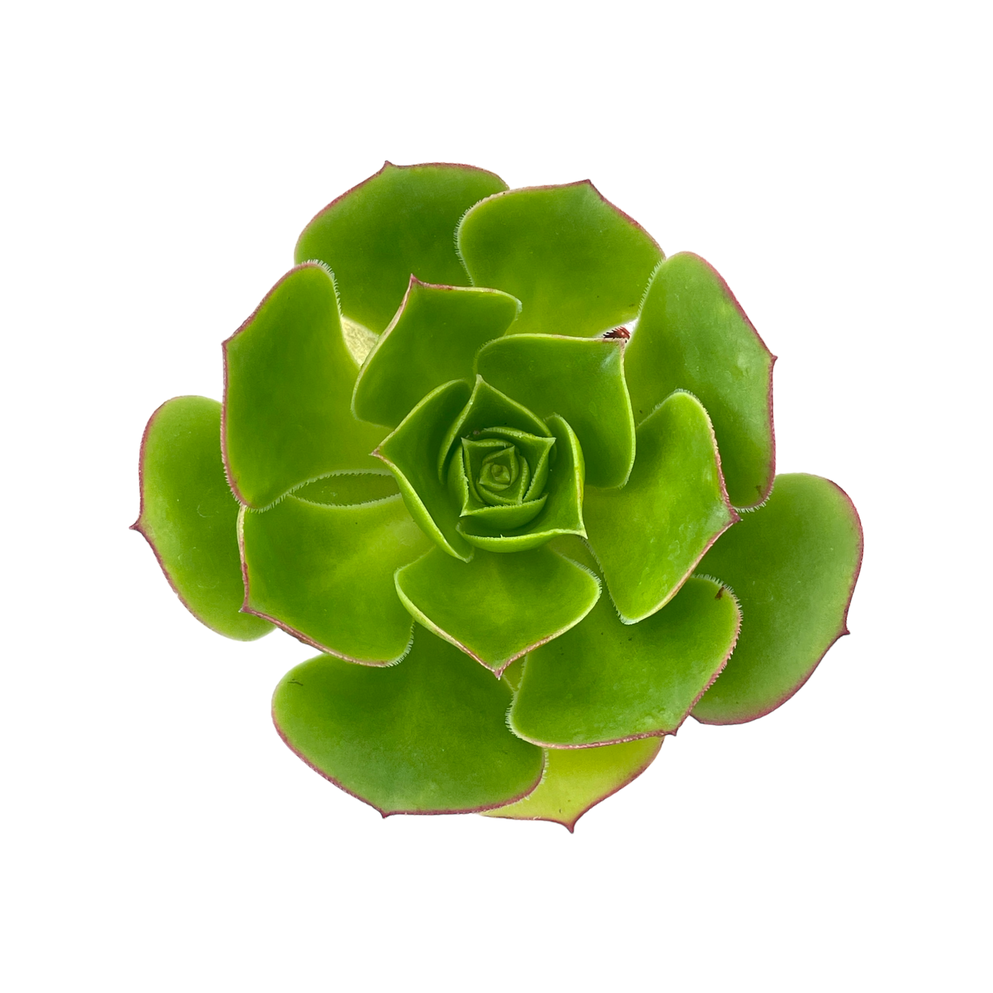 Aeonium 'Saturn'