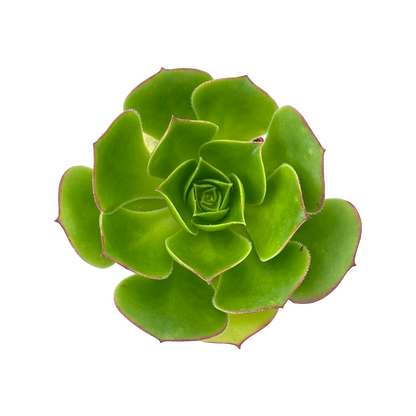 Aeonium 'Saturn'