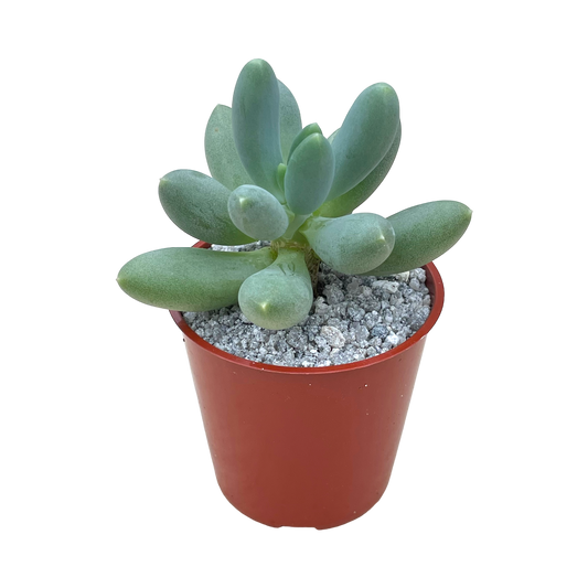 Pachyphytum hookeri