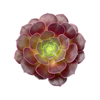 Aeonium 'Durango'