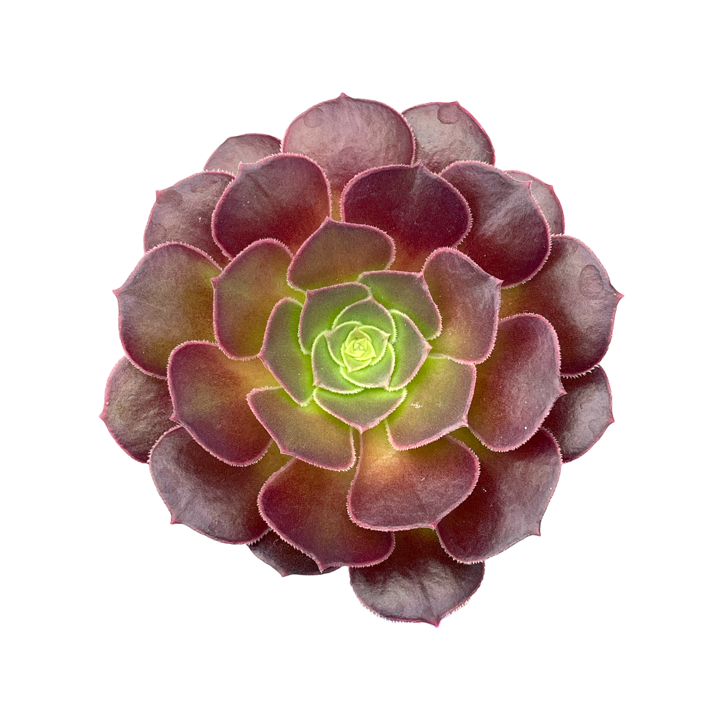 Aeonium 'Durango'