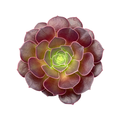 Aeonium 'Durango'