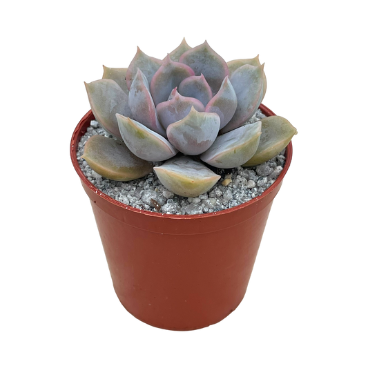 Echeveria 'Orion'