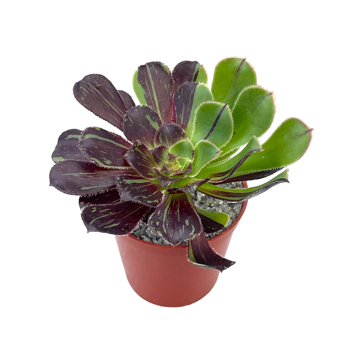 Aeonium 'Big Bang'